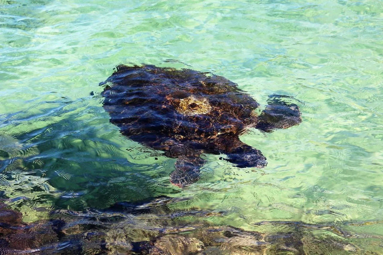 Maluhia Kahakai Condo Hilo Lägenhet